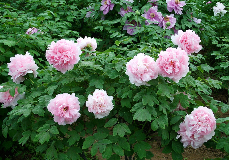 赵成清东湖牡丹摄影作品欣赏