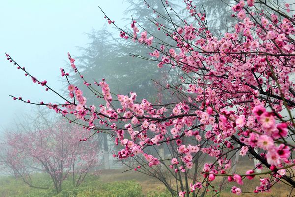 《霜重色愈浓》作者：黎夏涛