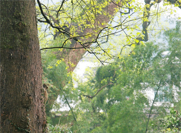 小松鼠—刘冬晓