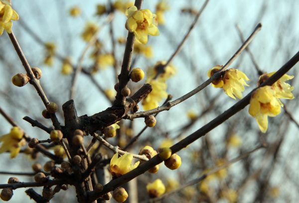 梅花摄影作品欣赏