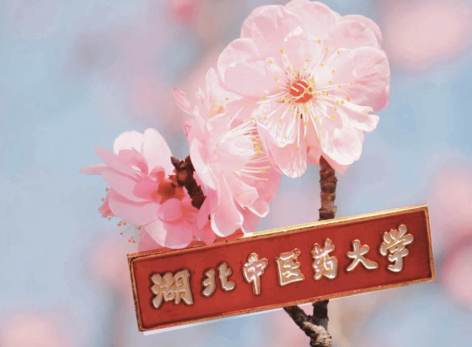 春天的湖北中医药大学，很美！