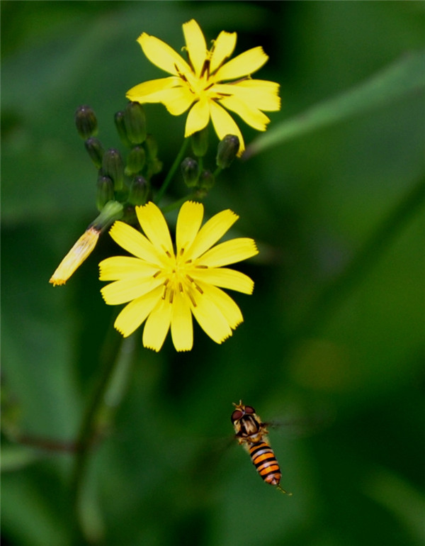 飞到东又飞到西