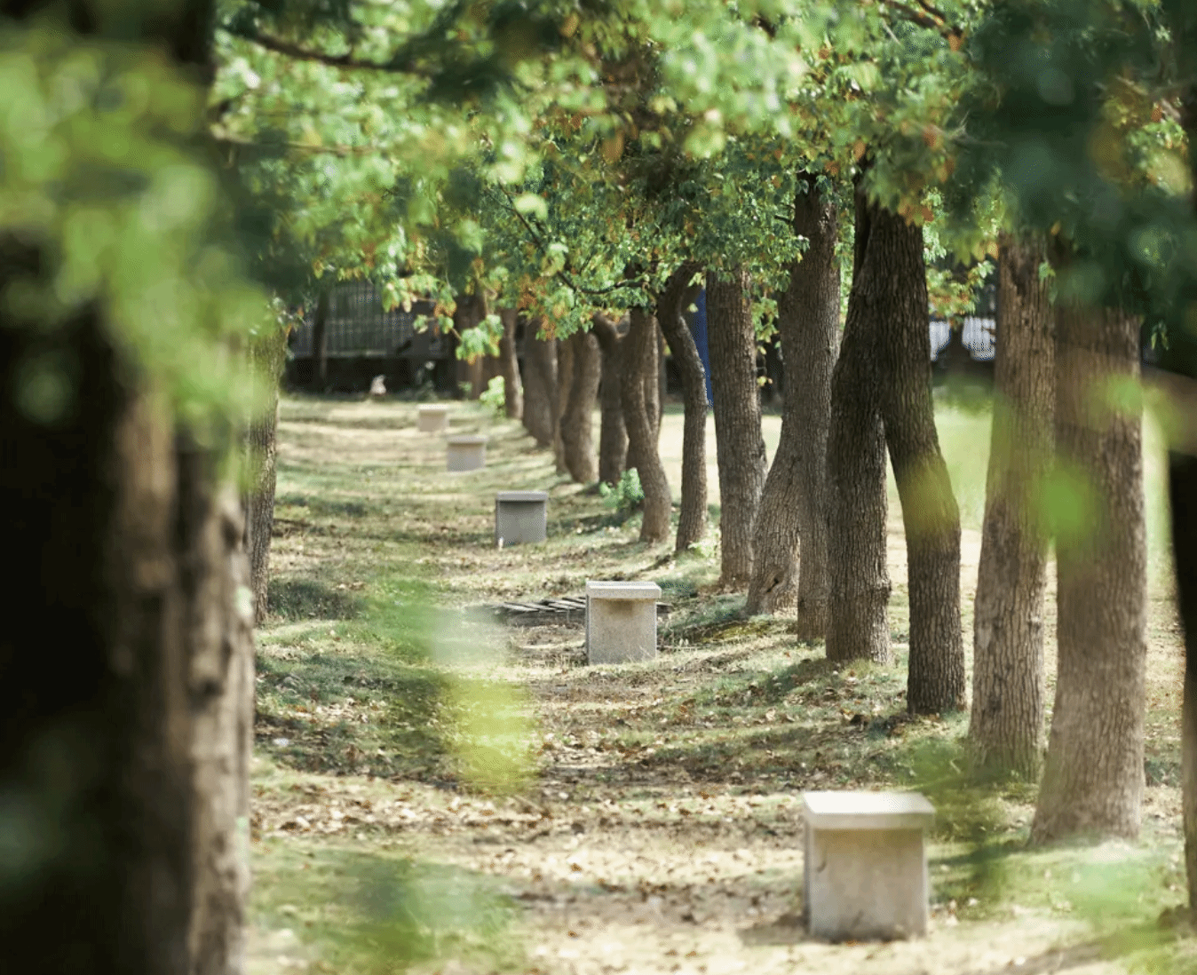 只此青绿｜把夏天定格在壁纸里
