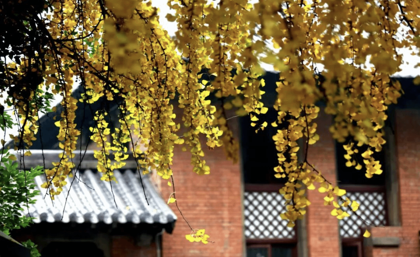 秋·韵 | 想把秋天的湖北中医药大学封存在时光