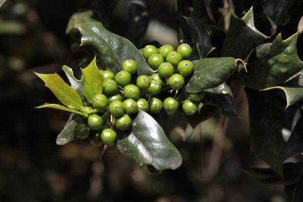 《春灵》作者：刘娅