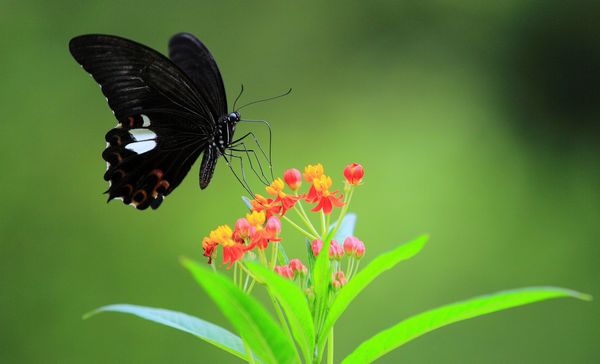 《蝶恋花》作者：赵成清