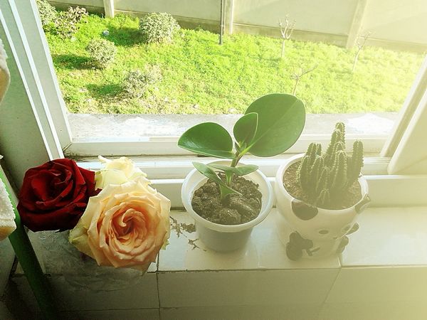 窗台的一米阳光