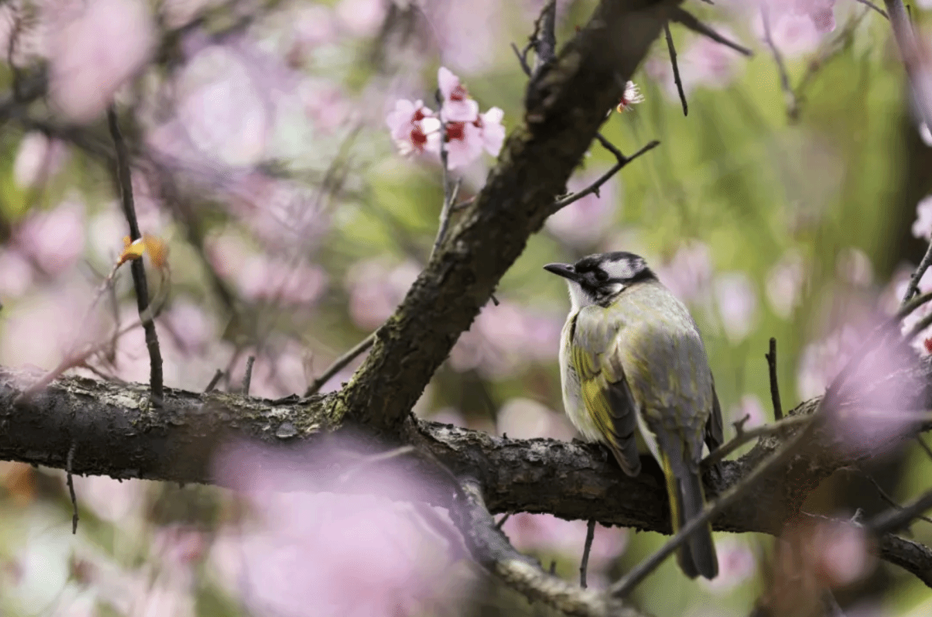 回看镜头里的春天