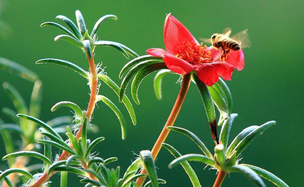 《辛勤的蜜蜂》作者：赵成清