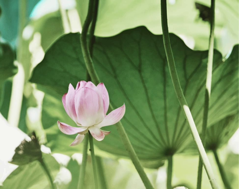 时值大暑 园里关于荷花的诗意正在悄然上演