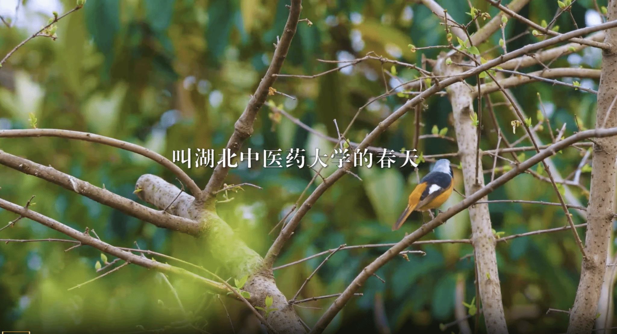 有一种风景，叫湖北中医药大学的春天